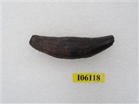 肉食類犬齒藏品圖，第1張